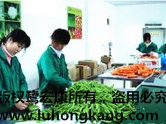 廈門(mén)專(zhuān)業(yè)的鷺宏康果蔬提供商 打造高效可靠的蔬菜配送代理服務(wù)